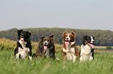 BORDER COLLIE 1411